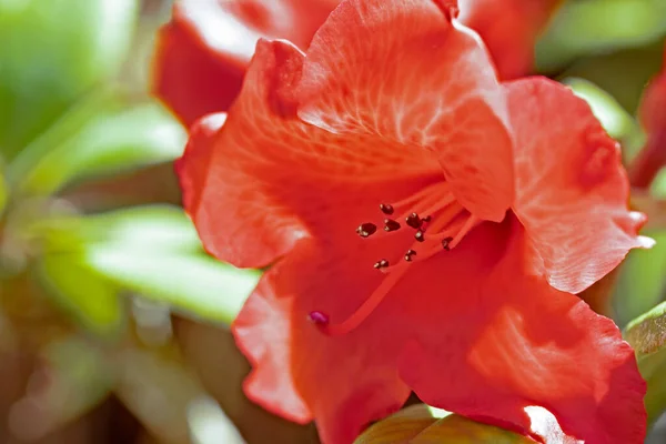 Une Fleur Rhododendron Près — Photo