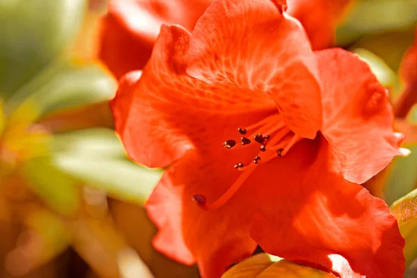 Egy Rododendron Virág Közelről — Stock Fotó