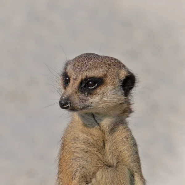 Portret Van Een Meerkat Een Park — Stockfoto