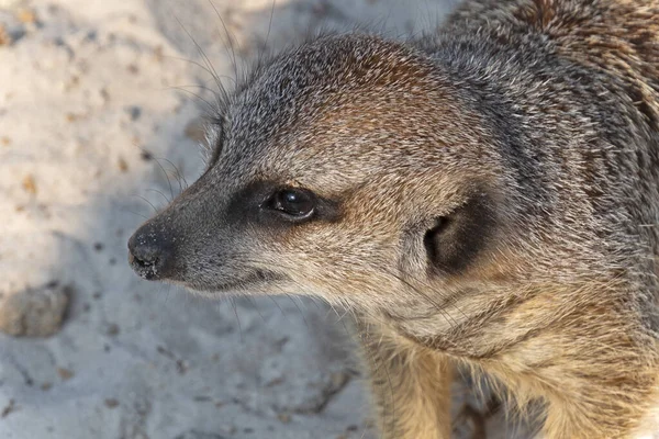 Portrét Meerkat Parku — Stock fotografie