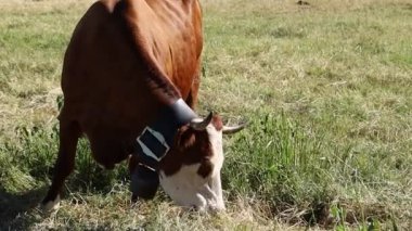 Mont Ventoux 'da bir inek.