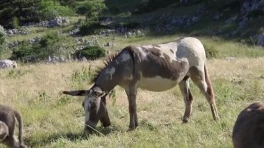 Bir grup eşek çayırda otluyor. 