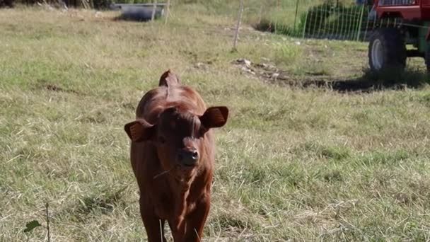 Cow Mont Ventoux — Stock Video