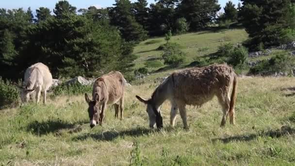 Group Donkeys Grazing Meadow — Stock Video