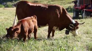  Mont Ventoux 'da inek ve buzağı