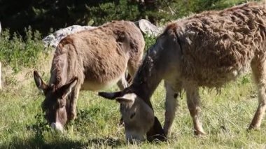 Bir grup eşek çayırda otluyor. 