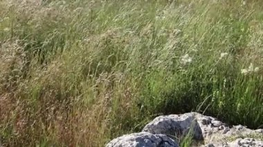 Büyük taşlı yeşil bitkiler yaz tarlasında 