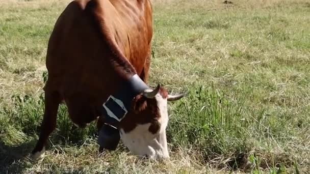 Une Vache Sur Mont Ventoux — Video