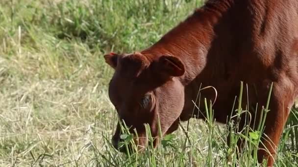 Une Vache Sur Mont Ventoux — Video