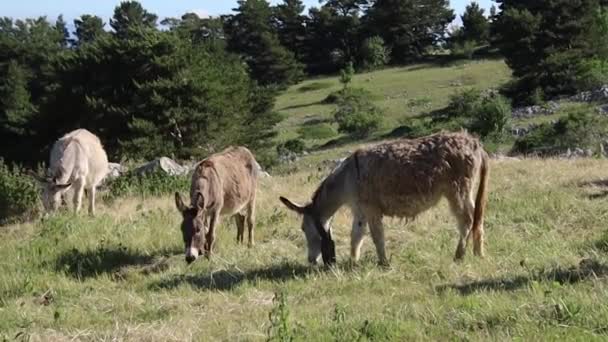 Groupe Ânes Pâturant Prairie — Video