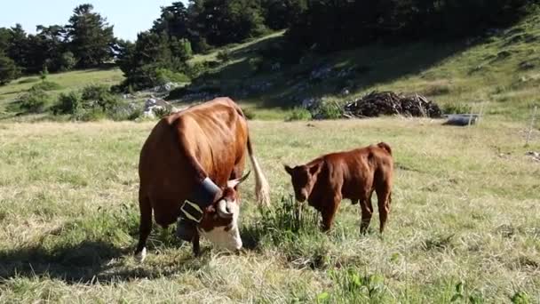 モンヴェントゥーの牛と子牛 — ストック動画