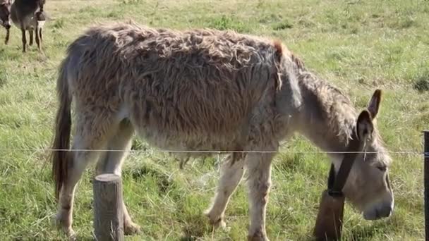 Pâturage Ânes Sur Une Prairie Printemps Gros Plan — Video