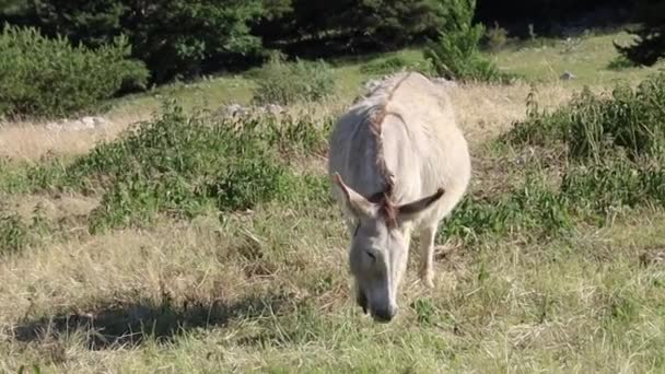 Ezel Grazen Een Weide Het Voorjaar Close — Stockvideo