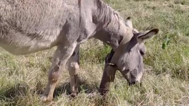 Mont Ventoux 'da merada yaşayan eşekler.