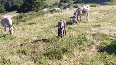 Mont Ventoux 'da merada yaşayan eşekler.