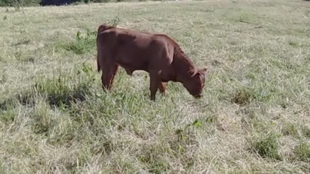 Αγελάδα Βοσκότοπο Στο Mont Ventoux — Αρχείο Βίντεο