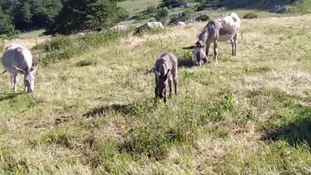 Donkeys Pasture Mont Ventoux — Stock Video