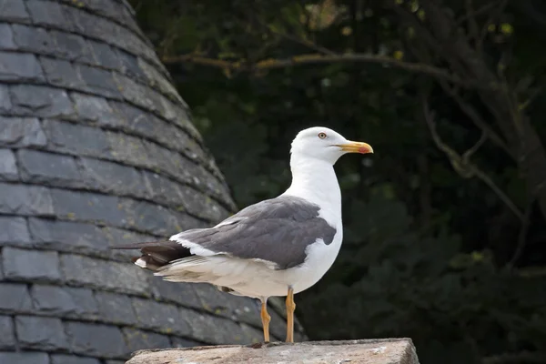 Seagull Resting House Roof — Φωτογραφία Αρχείου