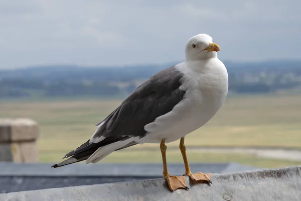 Seagull Resting House Roof — Stockfoto
