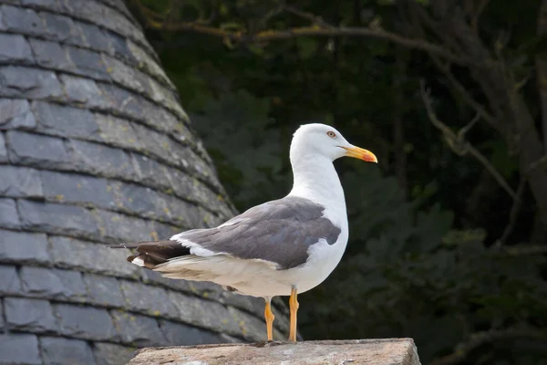 Seagull Resting House Roof — Φωτογραφία Αρχείου