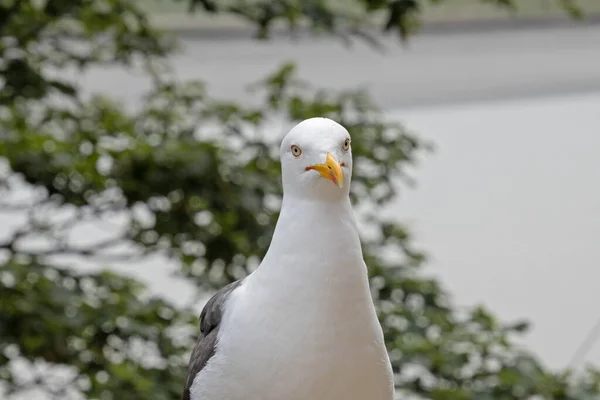 Eine Möwe Aus Nächster Nähe Meeresufer — Stockfoto