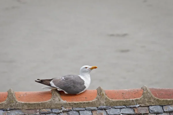 Eine Möwe Aus Nächster Nähe Meeresufer — Stockfoto