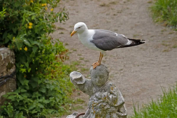 Seagull Close Seashore — Stock Photo, Image