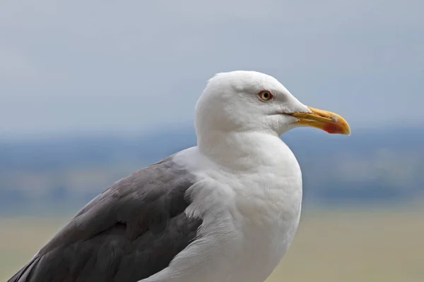 Gros Plan Mouette Sur Bord Mer — Photo