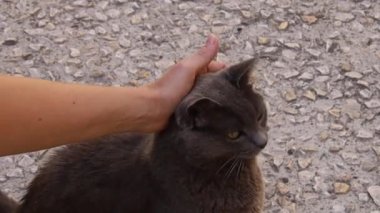 Kediyi okşayan bir kadının eli