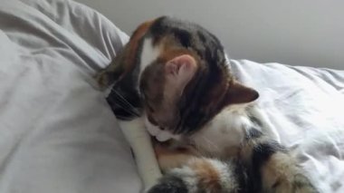 Kaplumbağa kabuğundan kedi bir yatakta oturuyor.