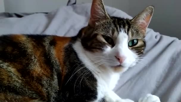 Närbild Sköldpadda Katt Liggande — Stockvideo