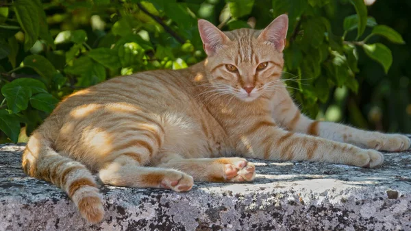 Güzel Kırmızı Kedi — Stok fotoğraf
