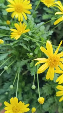 Bahar bahçesinde açan sarı çiçekler