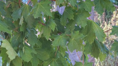 Yazın bir tırmanma tesisinin yeşil yaprakları.