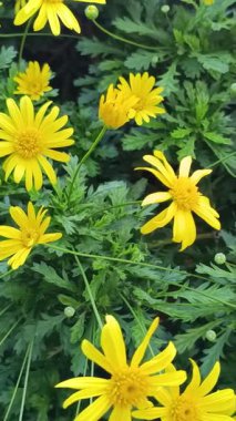 Yeşil bahçedeki parlak sarı çiçekler