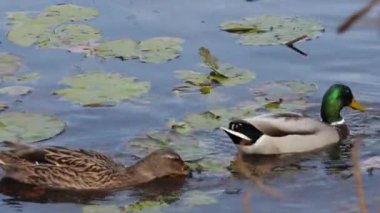 İki yaban ördeği sakin bir gölette huzur içinde yüzüyor.