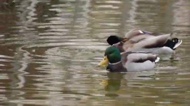 İki yaban ördeği sakin bir gölette huzur içinde yüzüyor.