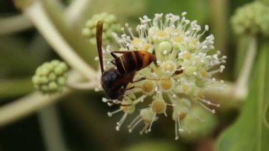 Yabani bir çiçekle beslenen eşek arısının yakın çekimi.