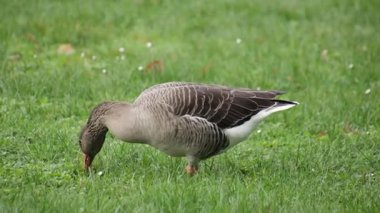 Parktaki yeşil çimlerin üzerinde sakince yürüyen gri bir kaz.