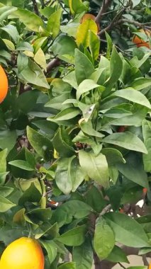 Meyve ağacında olgun portakallar, güneşli bir meyve bahçesinde yeşil yapraklar.