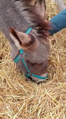 Kırsal bir çiftlikte bir çocuğun eli tarafından okşanan nazik bir eşek.