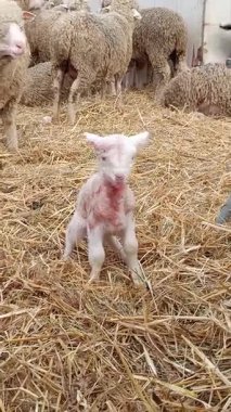 Yeni doğmuş bir kuzu koyun ağılında saman üstünde duruyor.