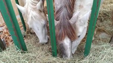 Ahırda saman yiyen beyaz at.