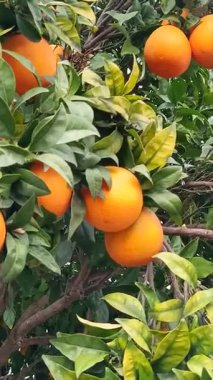 Meyve ağacında olgun portakallar, güneşli bir meyve bahçesinde yeşil yapraklar.