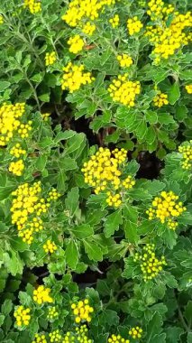 Pasifik kasımpatısı sarı çiçeklendi.