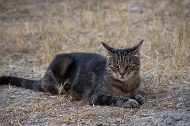 Tekir kedi kuru çimenlerde yatıyor.