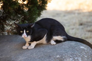 Sabah ışığında sokak kedisi