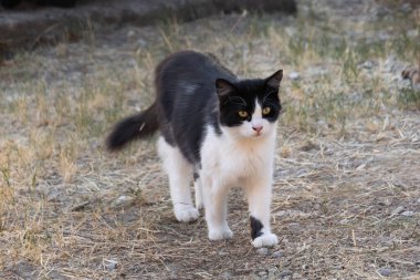 Kuru doğada yürüyen iki renkli kedi.