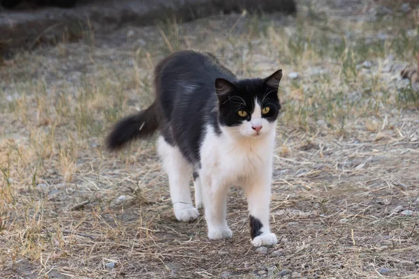 Kuru doğada yürüyen iki renkli kedi.