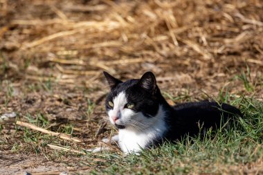 Kedi dikkatle yere odaklanmış.
